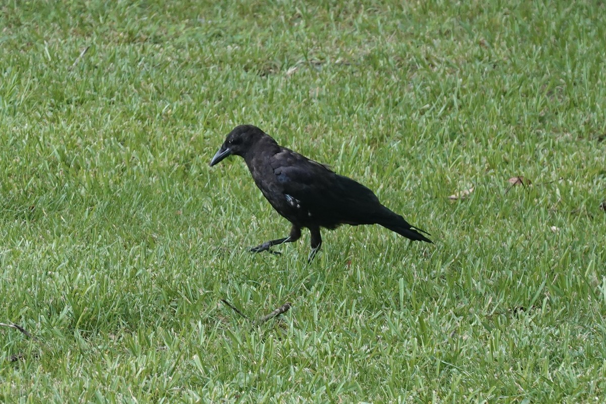 crow sp. - ML640759657