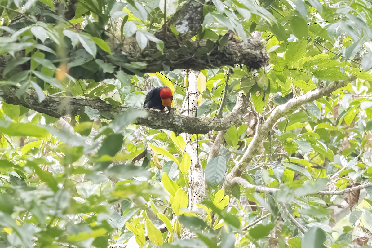 Bornean Bristlehead - ML640759661
