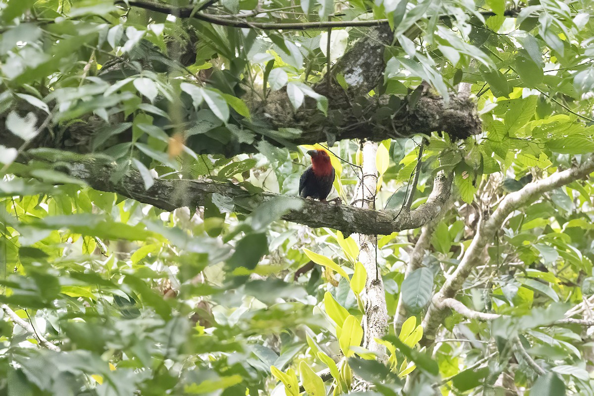 Bornean Bristlehead - ML640759664