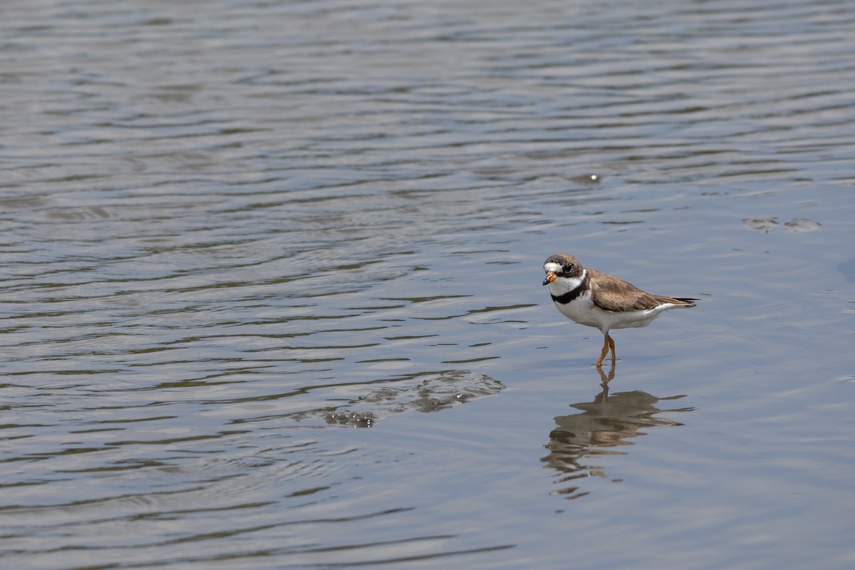 Semipalmated Plover - ML640759690