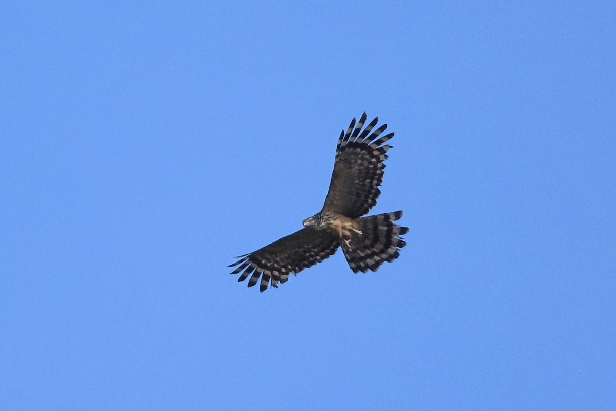 Long-tailed Honey-buzzard - ML640759704
