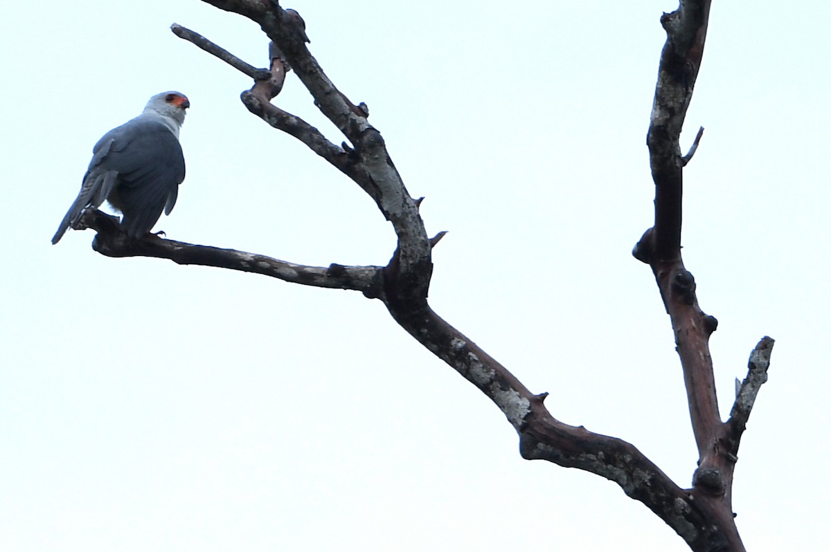 Gray-headed Goshawk - ML640759773