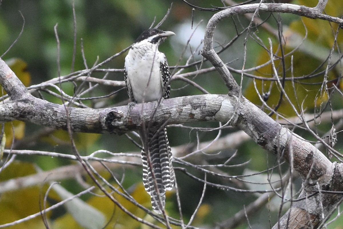grånebbkoel - ML640759787