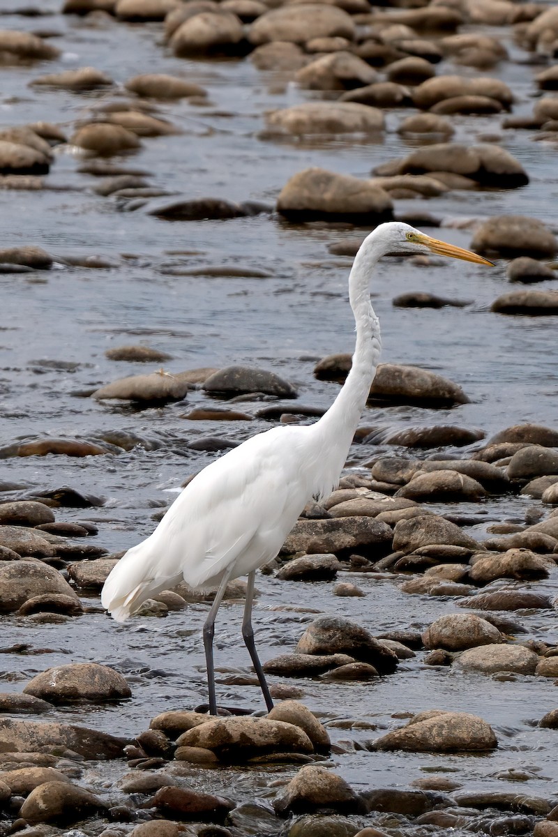 Цасч дэглий - ML640759798