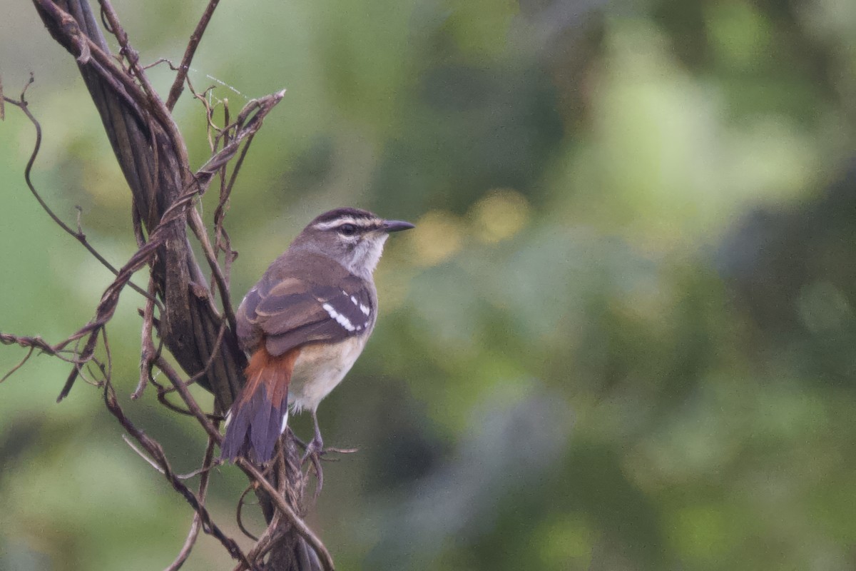 Brown-backed Scrub-Robin - ML640759838