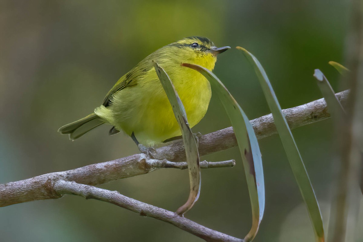 Mountain Leaf Warbler - ML640759891
