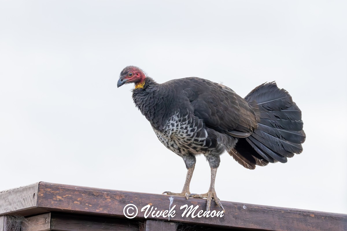 Australbuschhuhn - ML640759898