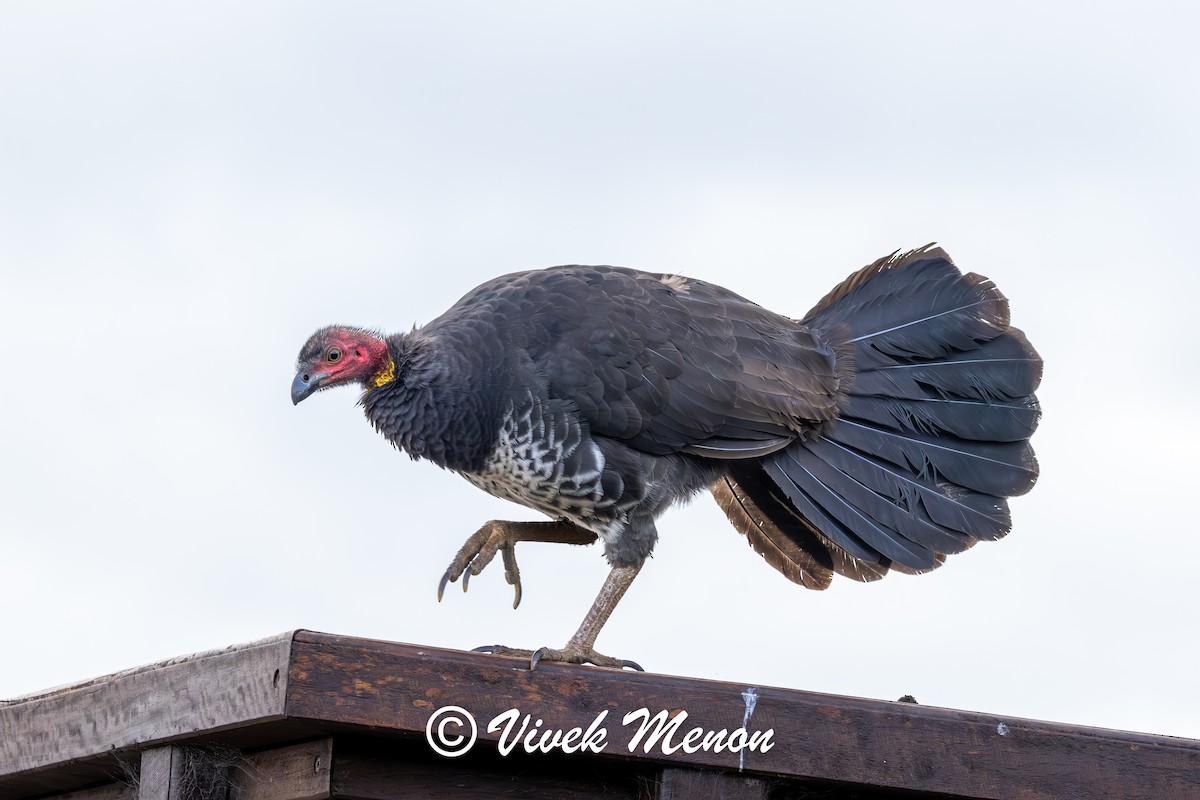 Australbuschhuhn - ML640759899