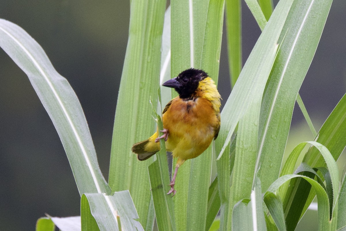 Black-headed Weaver - ML640759929