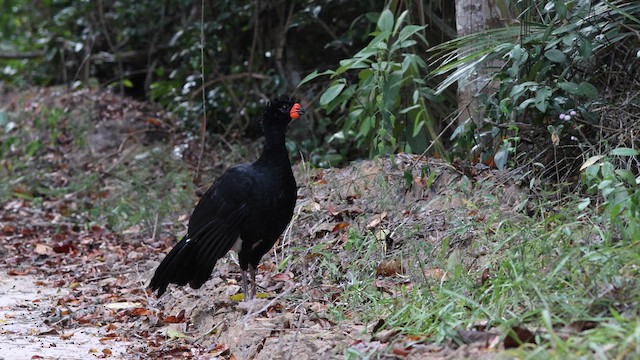 Red-billed Curassow - ML640759994