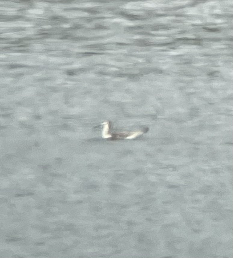 Wilson's Phalarope - ML640760001