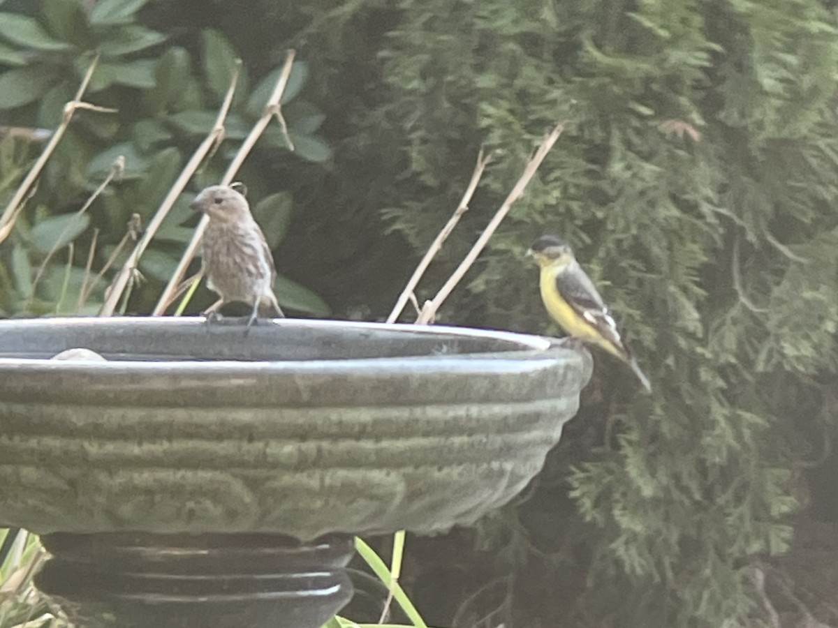 čížek mexický - ML640760005