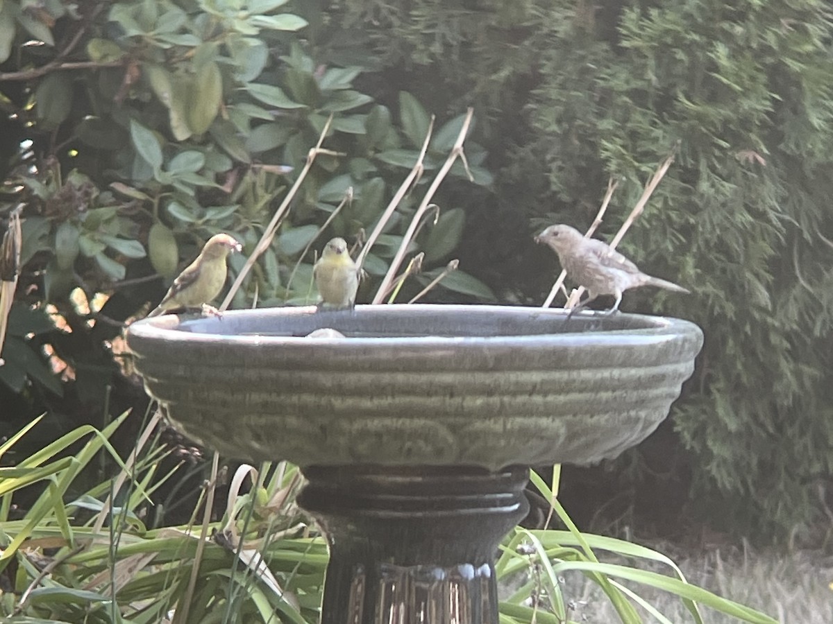 čížek mexický - ML640760006