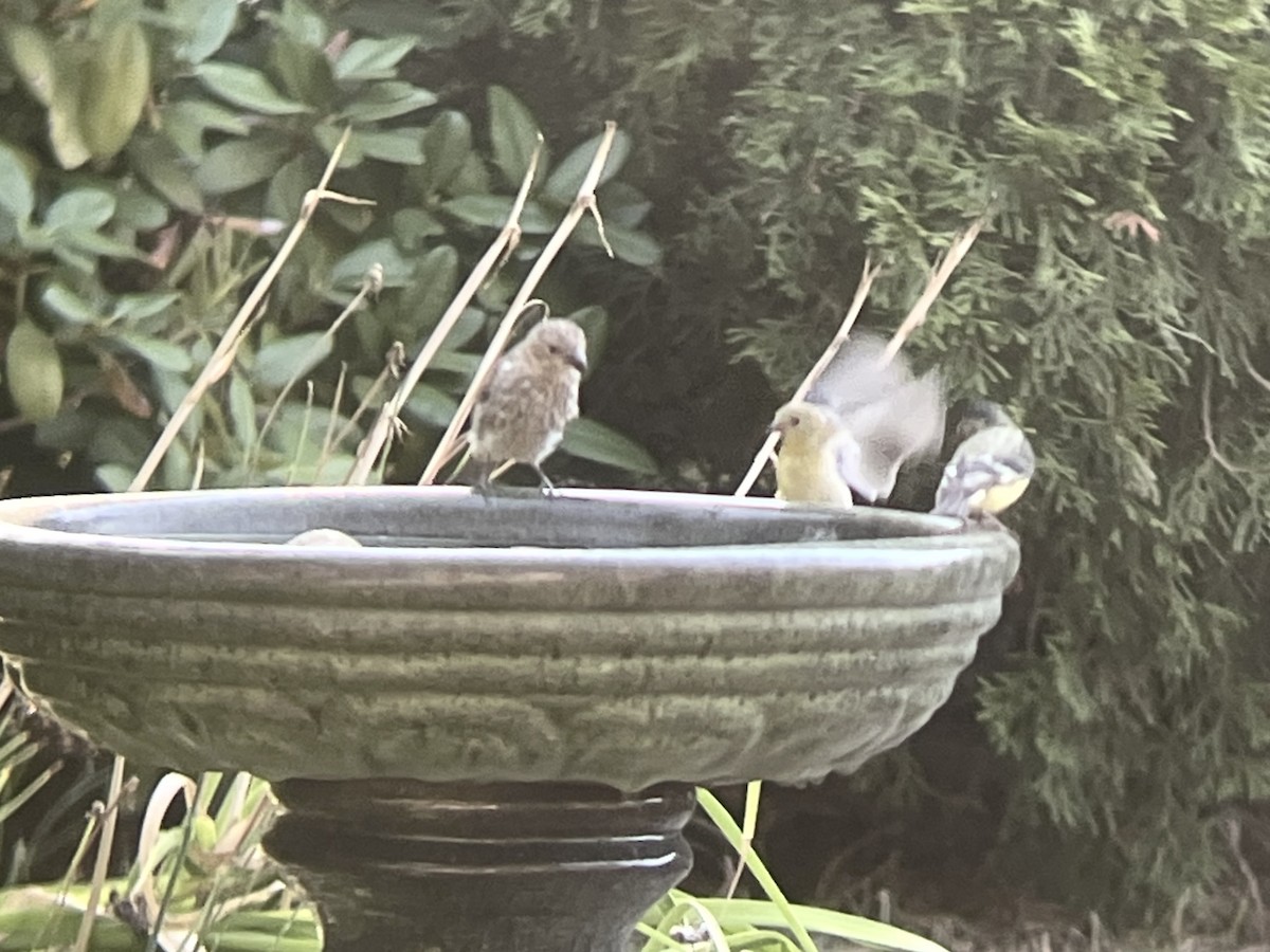 čížek mexický - ML640760007