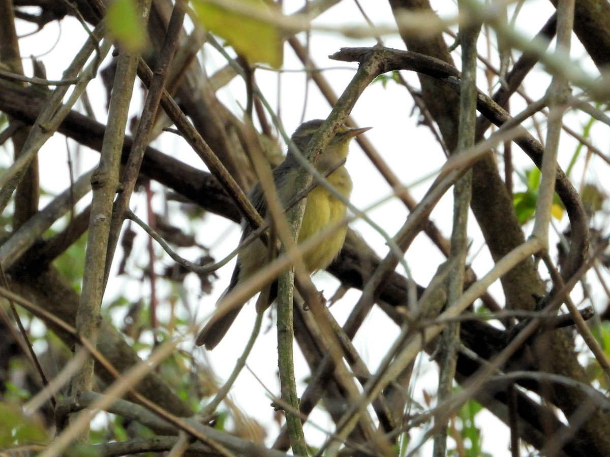 Tickell's Leaf Warbler - ML640760011