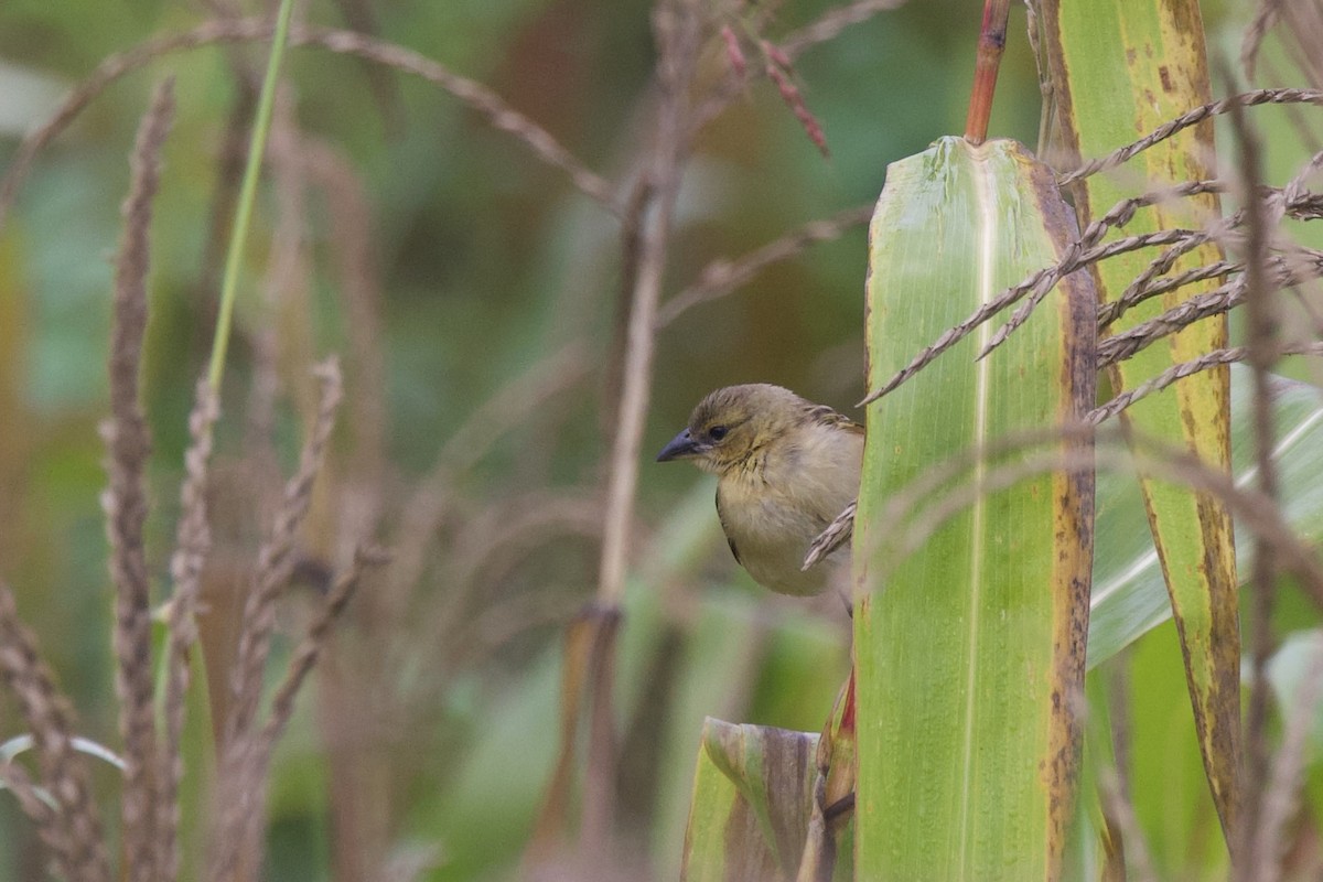 Black-headed Weaver - ML640760022