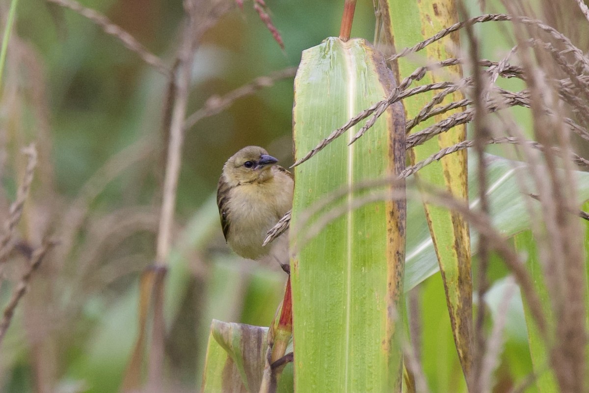 Black-headed Weaver - ML640760042