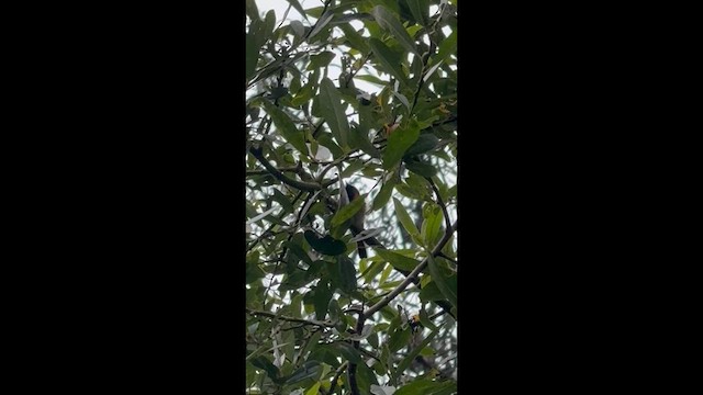 Rotschwanz-Waldsänger - ML640760050