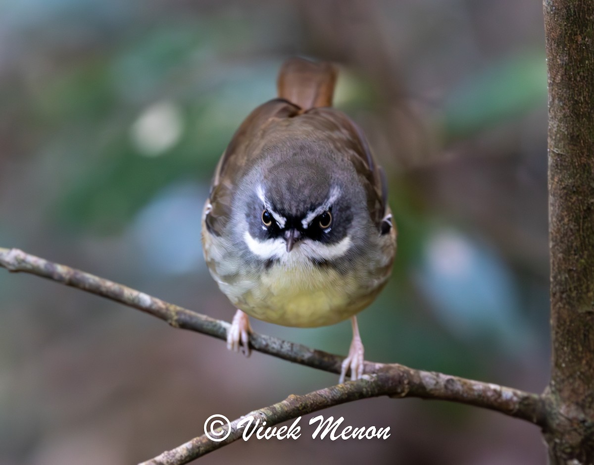 Weißbrauensericornis - ML640760052