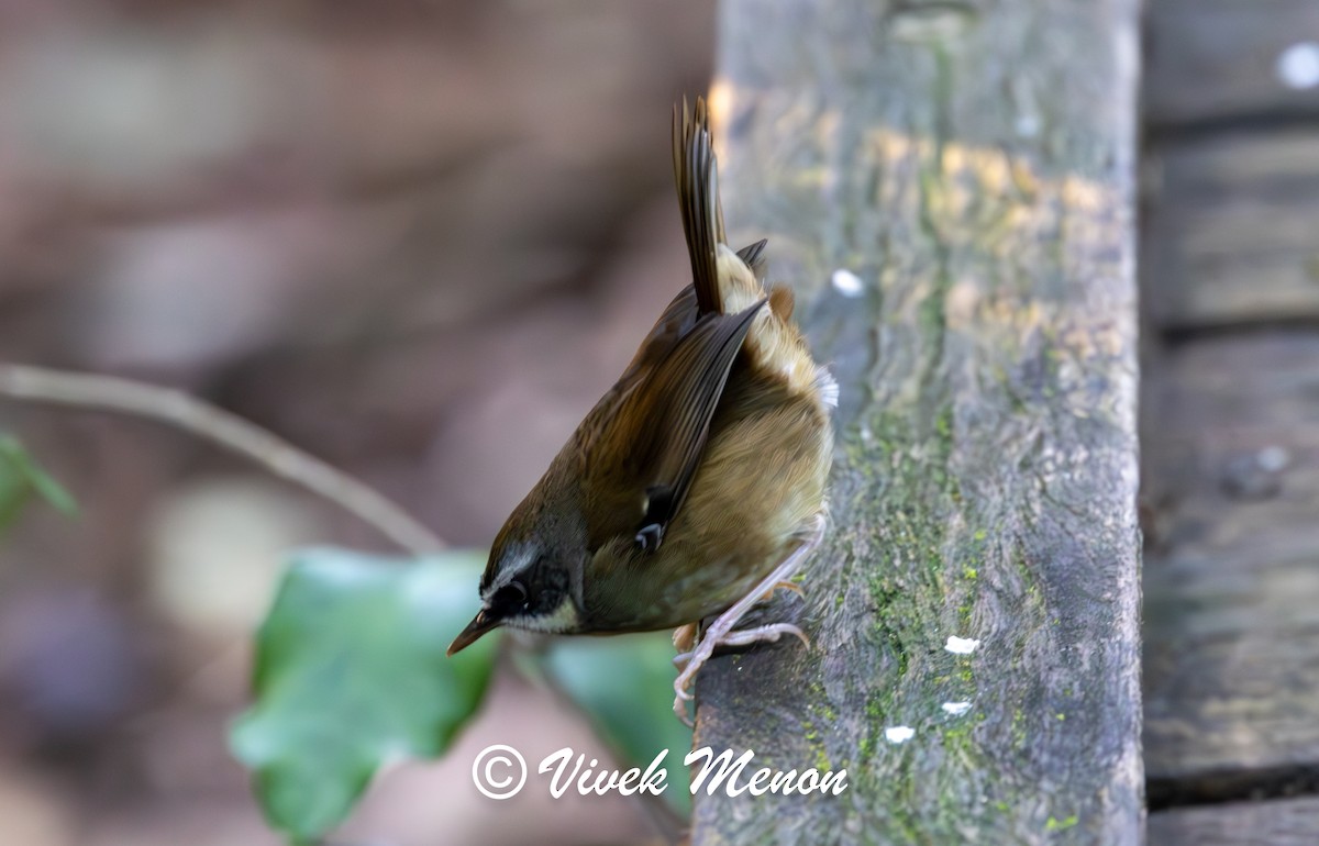 Weißbrauensericornis - ML640760053