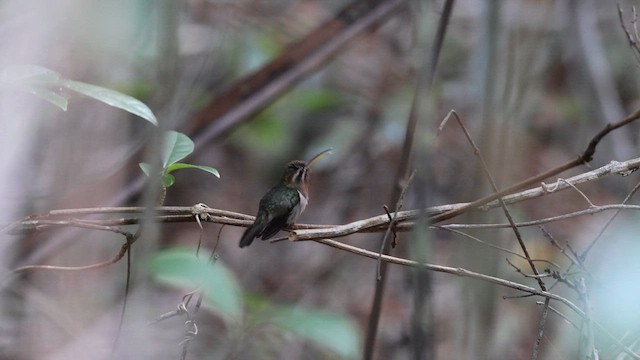 Minute Hermit - ML640760056