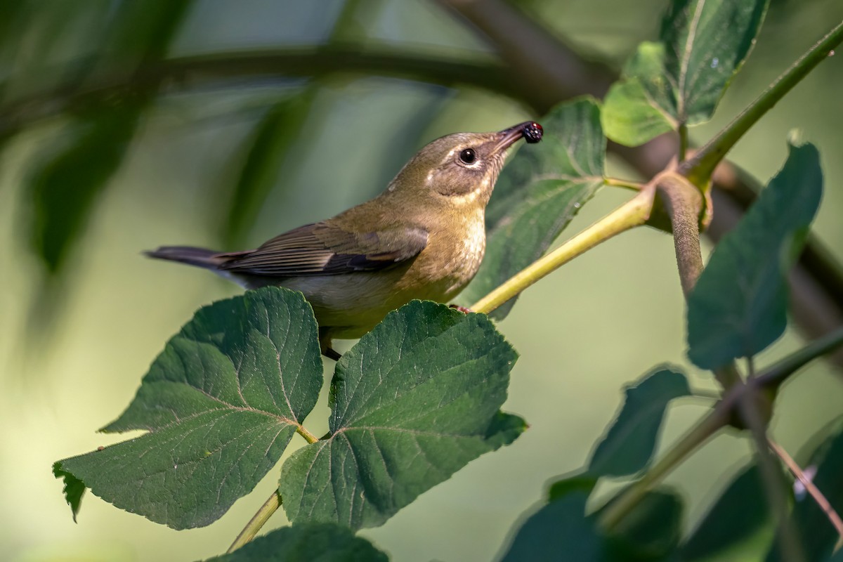 Black-throated Blue Warbler - ML640760057