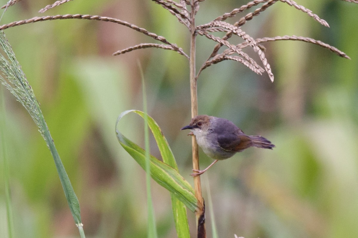 Singing Cisticola - ML640760061