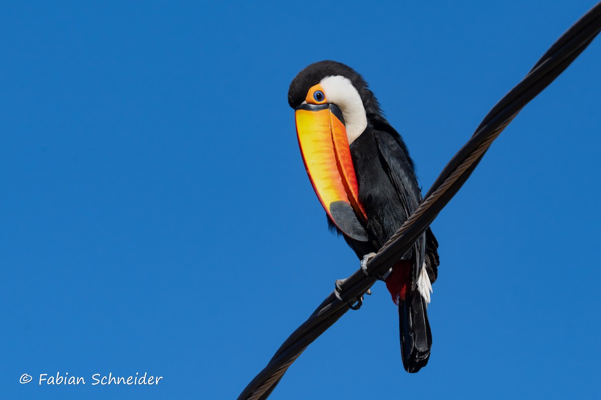 Toco Toucan - ML640760062