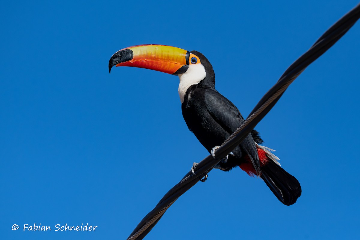 Toco Toucan - ML640760063