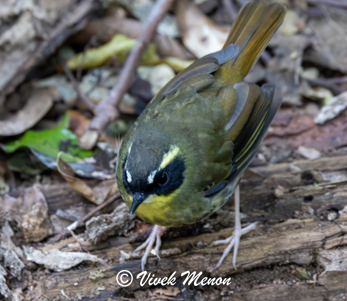 Gelbkehlsericornis - ML640760093
