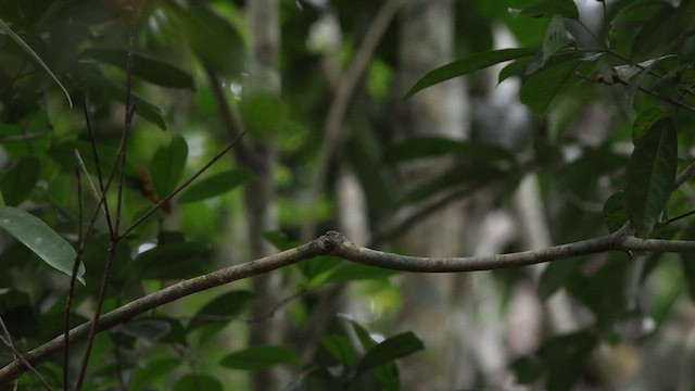 Red-headed Manakin - ML640760096