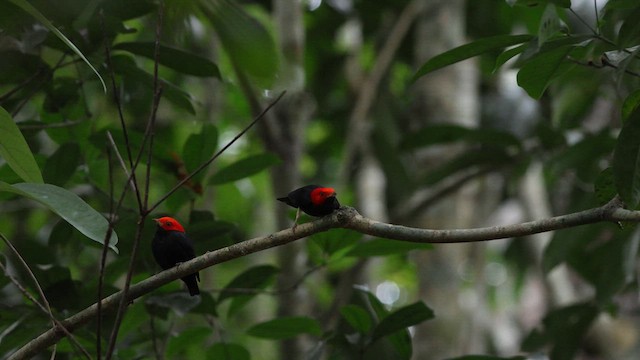 Red-headed Manakin - ML640760106