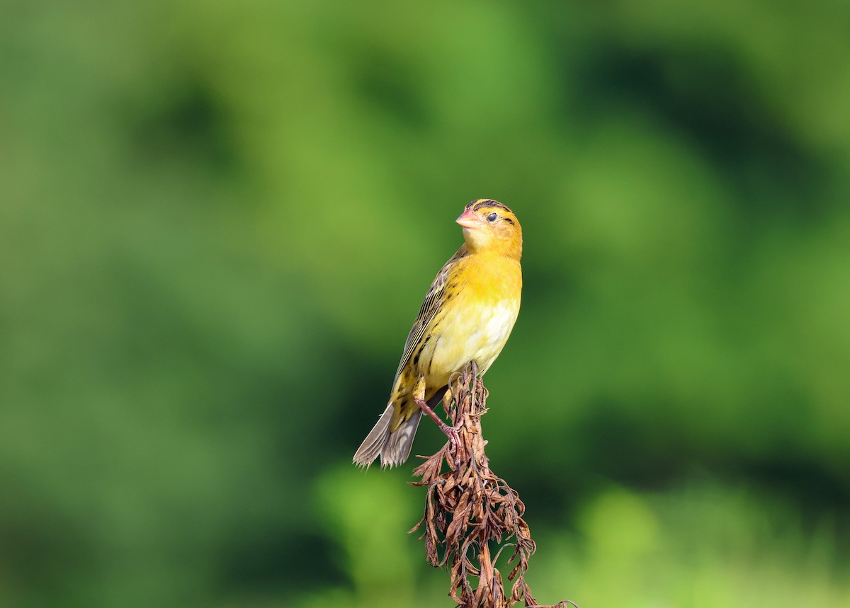 Bobolink - ML640760120