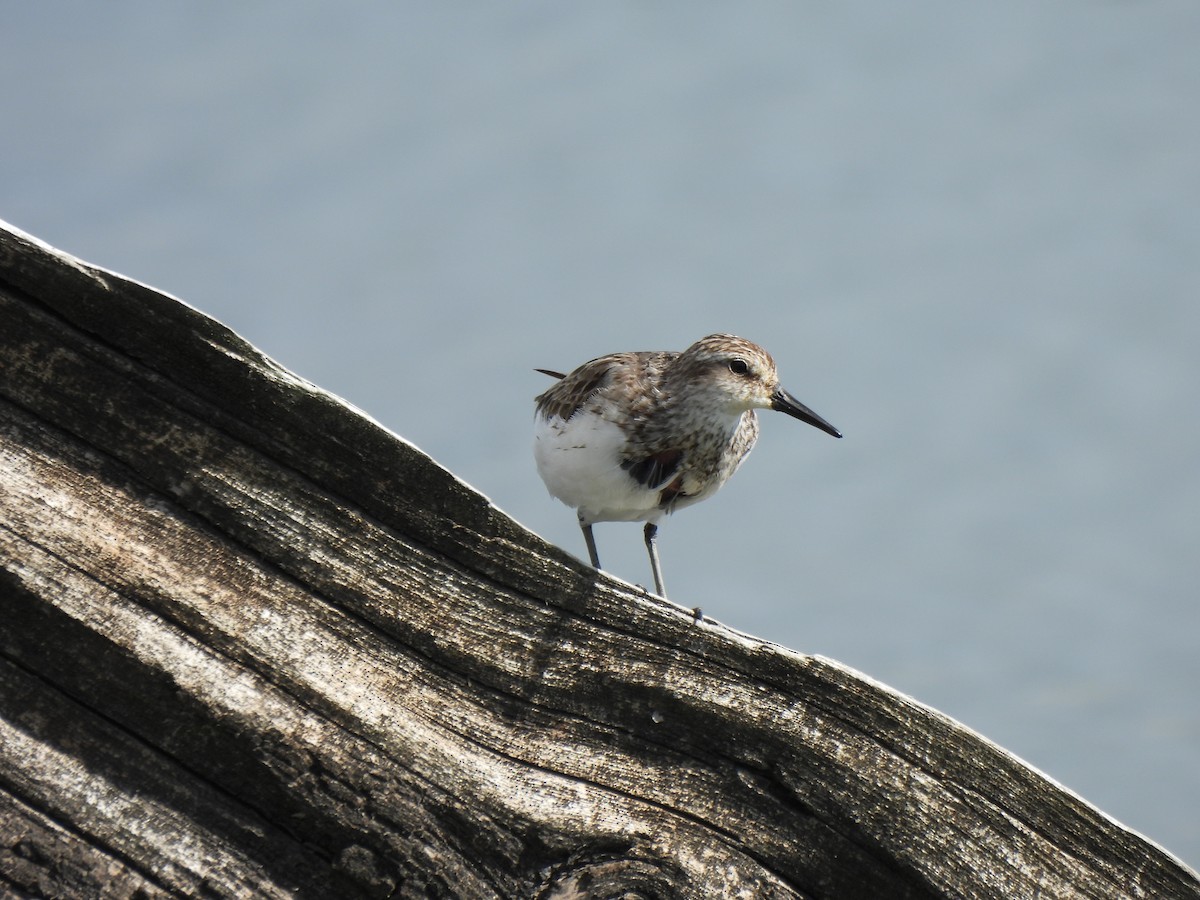 Sandstrandläufer - ML640760161