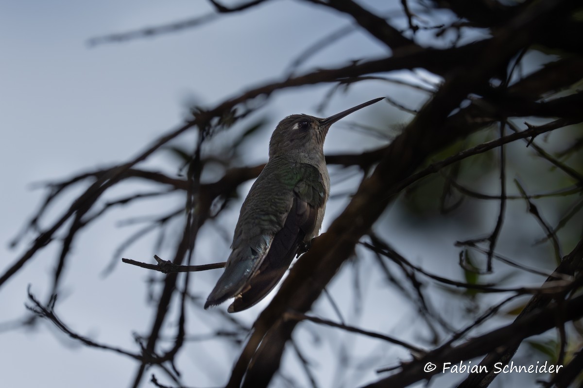 Diamantina Sabrewing - ML640760185