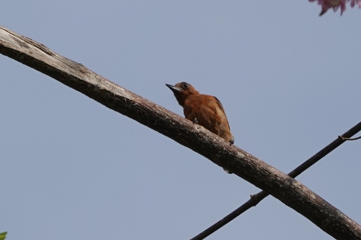 Chestnut Piculet - ML640760205