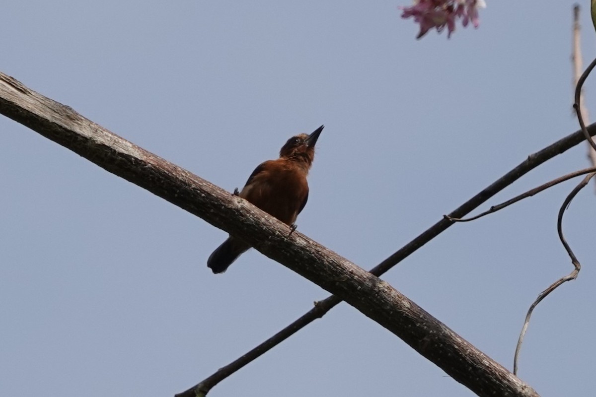 Chestnut Piculet - ML640760206