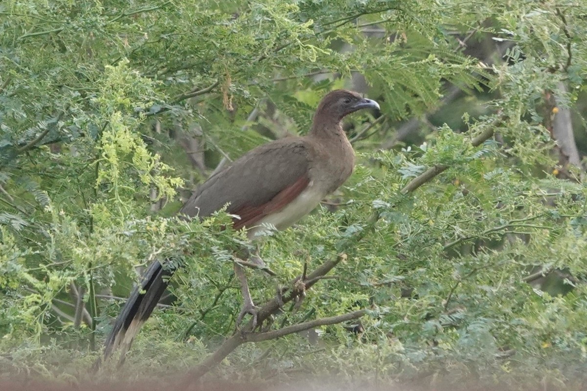 Chachalaca Alirroja - ML640760236