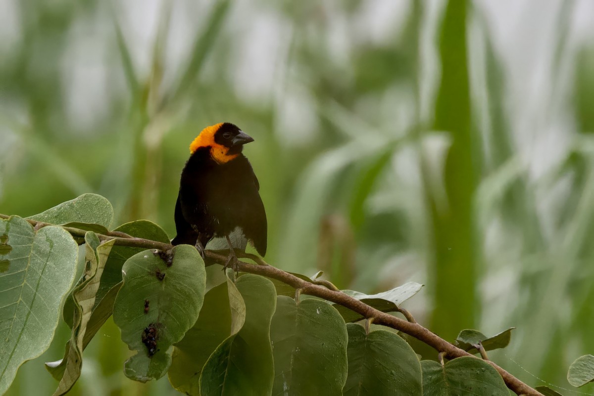 Black Bishop - ML640760300