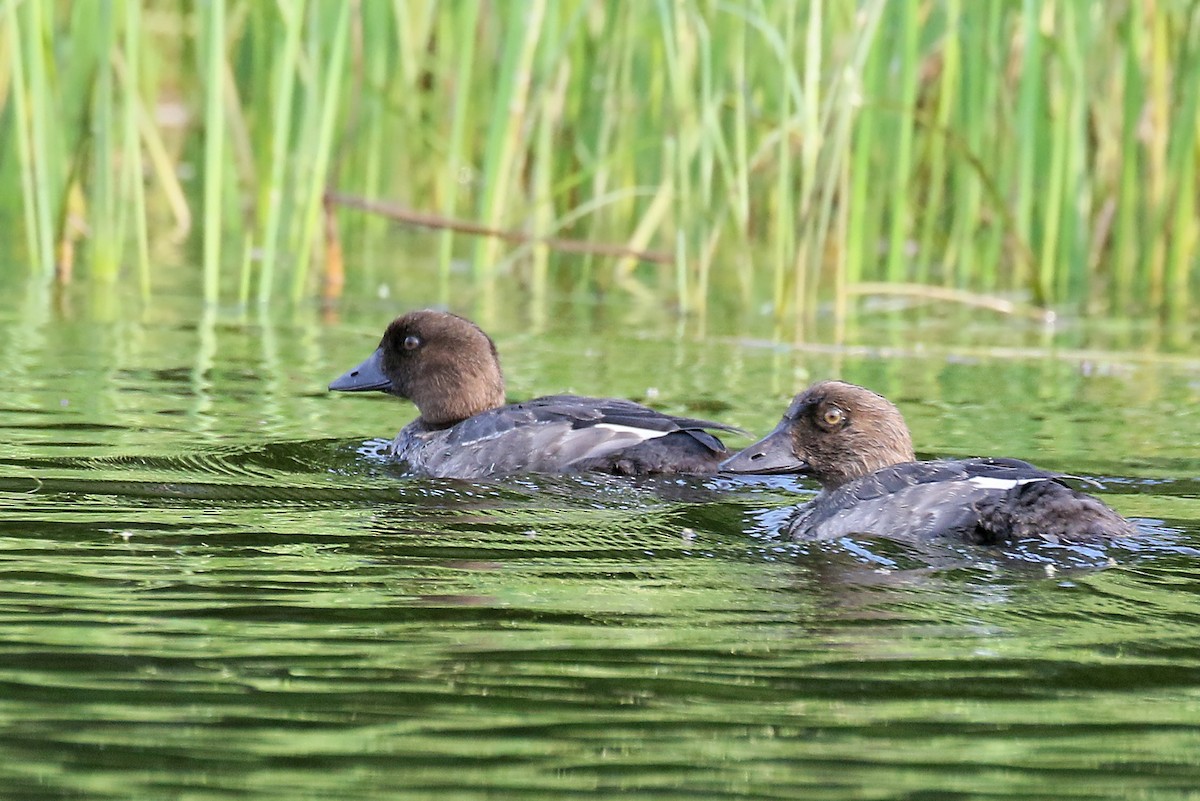 Common Goldeneye - ML640760311