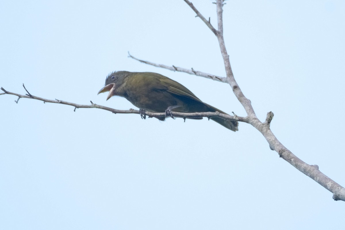 Ochre-breasted Tanager - ML640760337