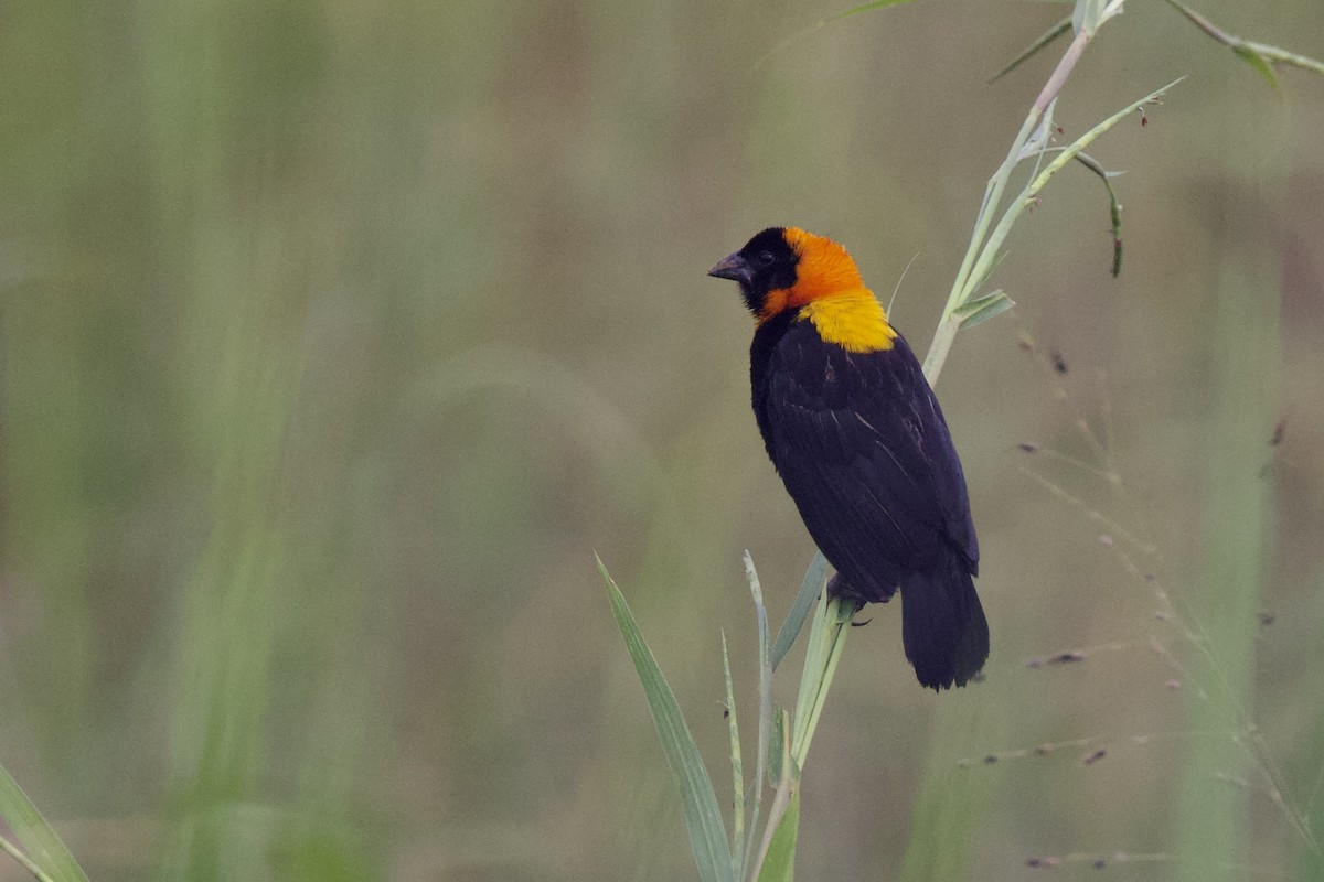 Black Bishop - ML640760340