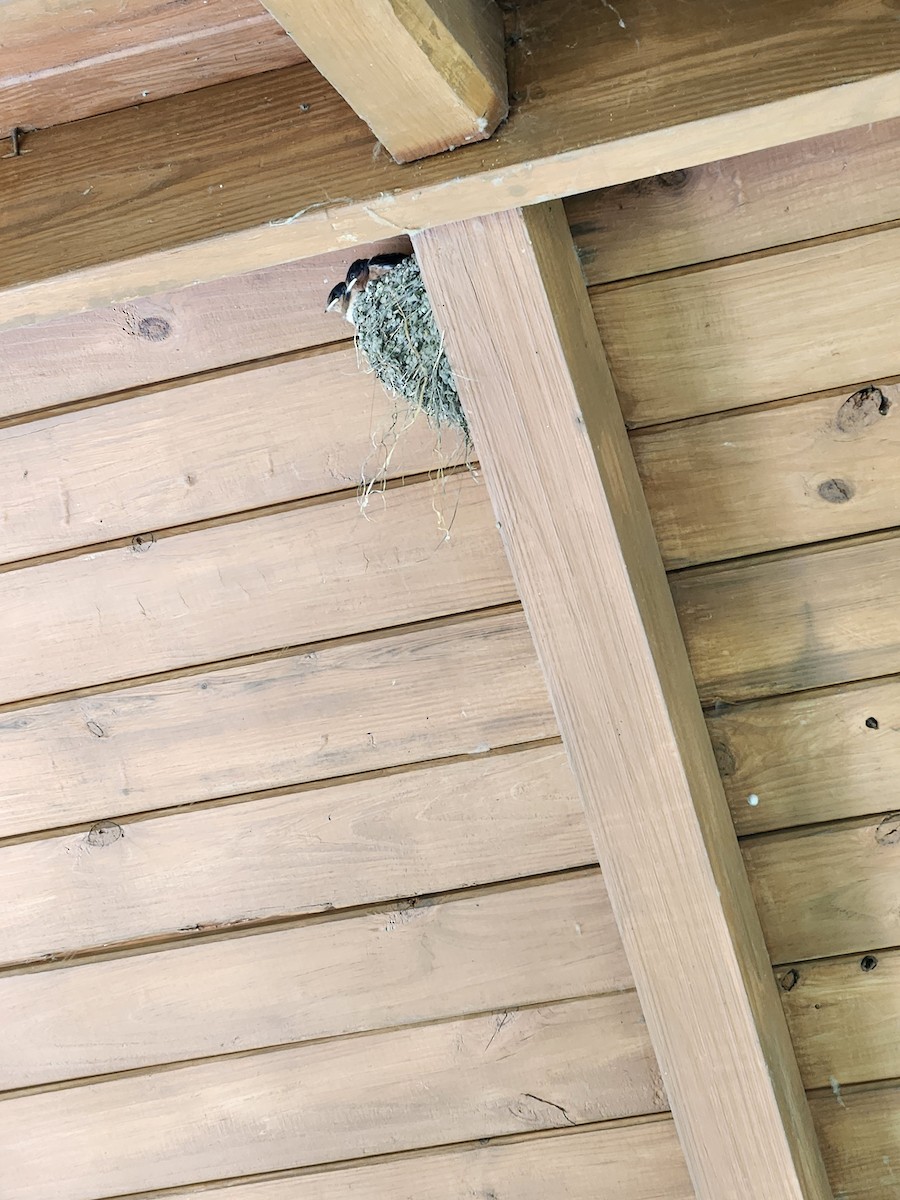 Barn Swallow - ML640760411