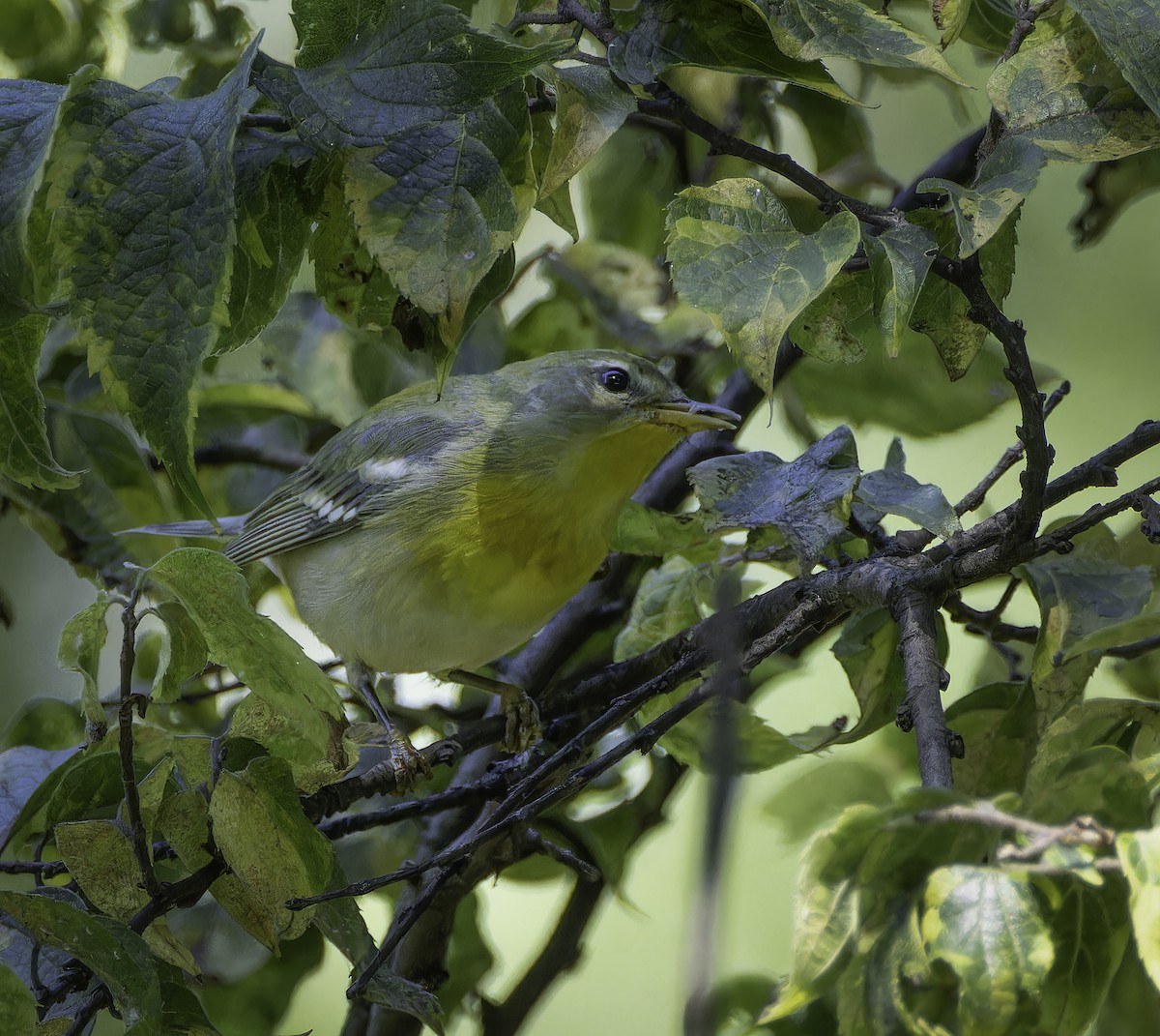 Northern Parula - ML640760547