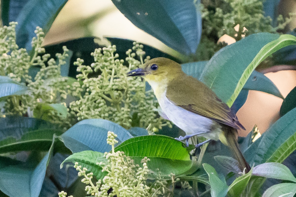 Black-and-yellow Tanager - ML640760583