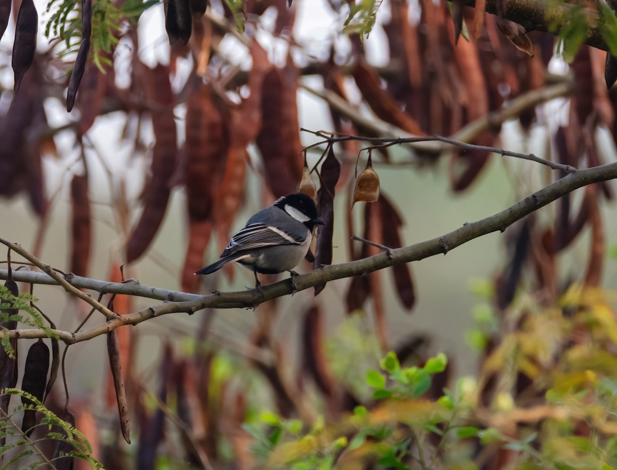 Asian Tit (Cinereous) - ML640760612