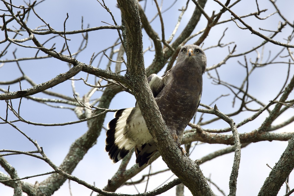 Western Banded Snake-Eagle - ML640760659