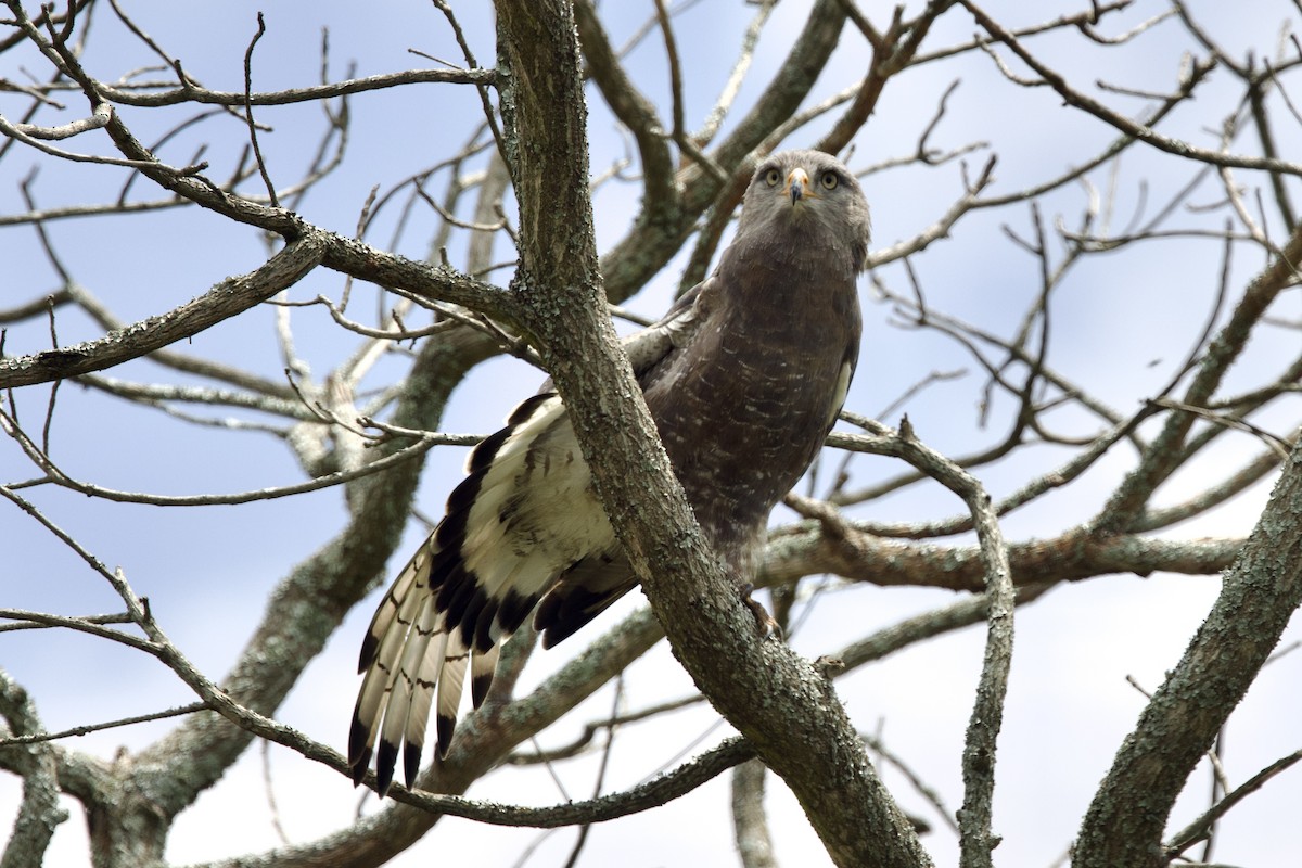 Western Banded Snake-Eagle - ML640760661