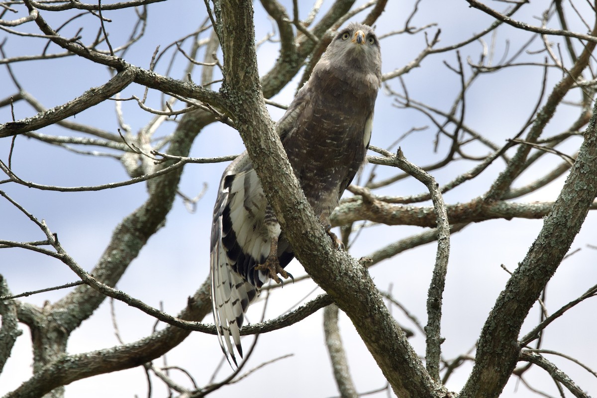 Western Banded Snake-Eagle - ML640760662