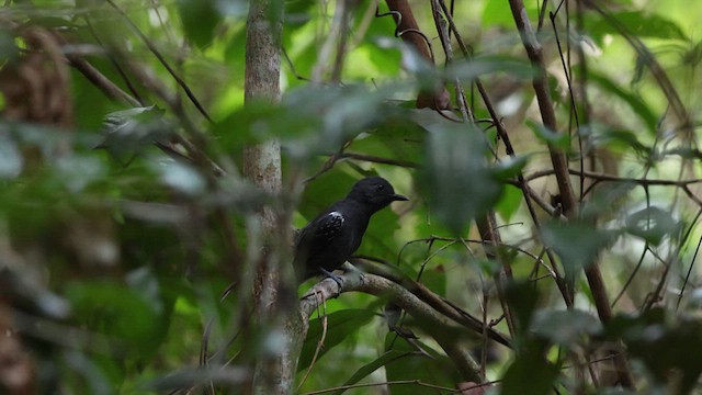 Plumbeous Antvireo - ML640760663